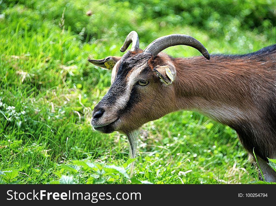 Goats, Goat, Fauna, Wildlife