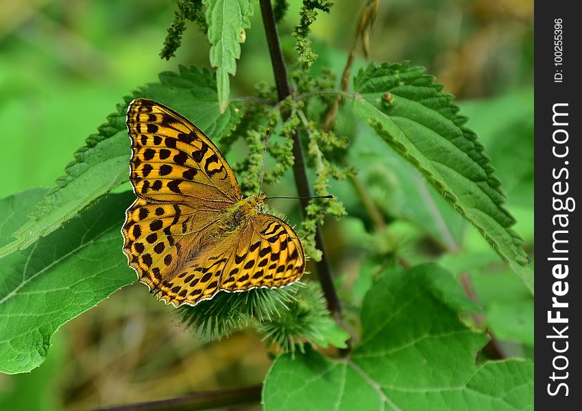 Butterfly, Moths And Butterflies, Insect, Brush Footed Butterfly