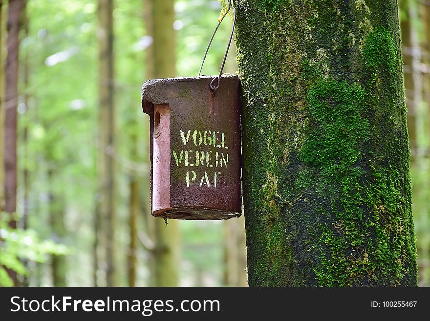 Tree, Grass, Forest, Wood