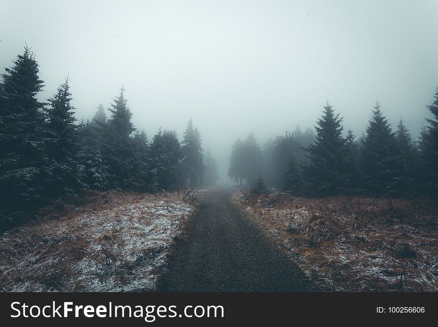 Fog, Forest, Wilderness, Tree