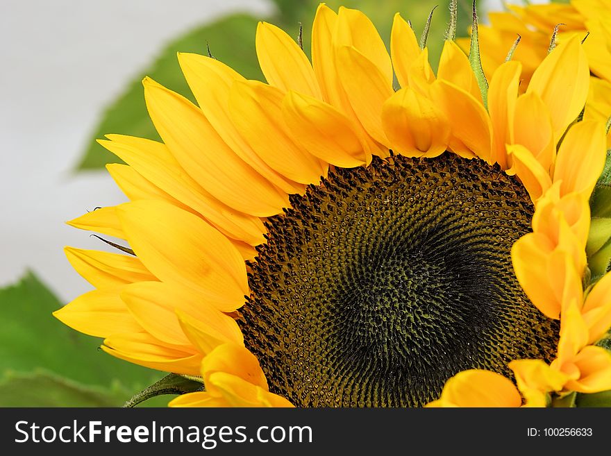 Flower, Sunflower, Yellow, Sunflower Seed