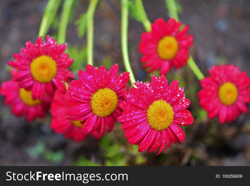 Flower, Flora, Marguerite Daisy, Flowering Plant