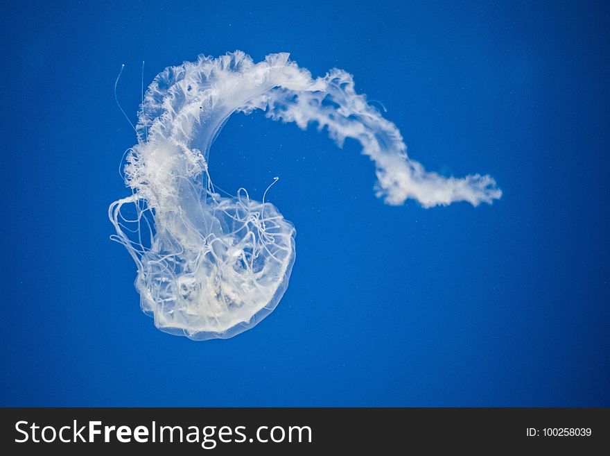 Jellyfish, Sky, Cnidaria, Atmosphere Of Earth