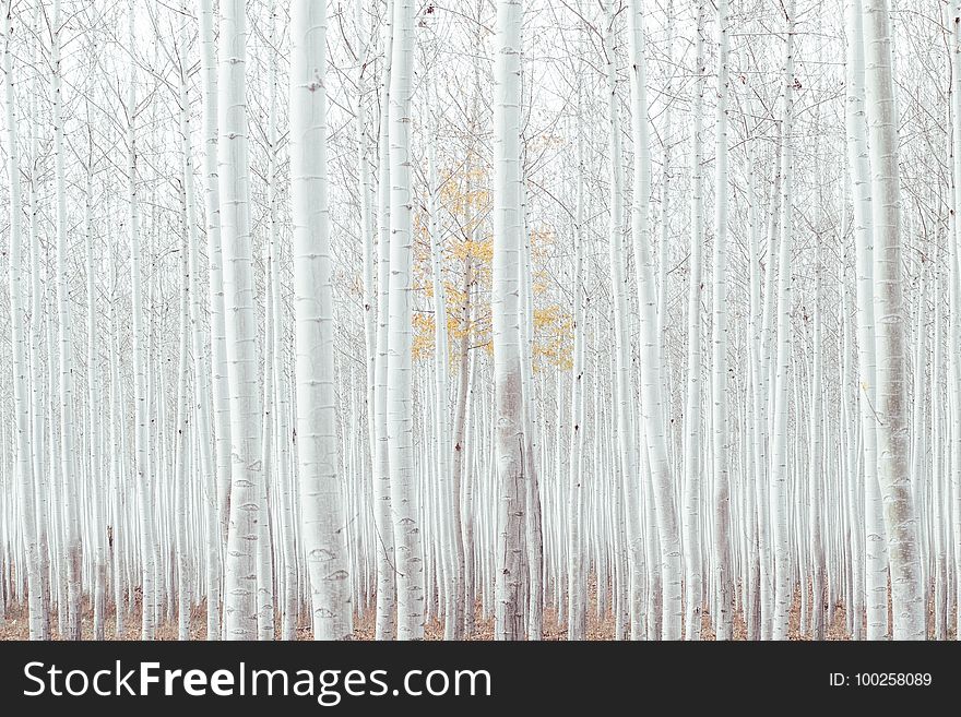Wood, Tree, Texture, Winter