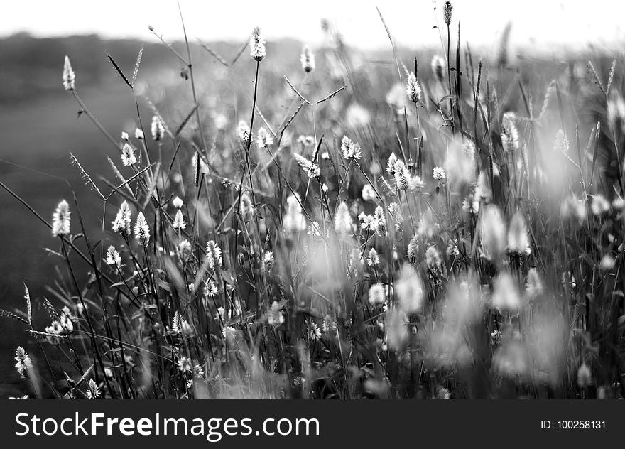 Black And White, Water, Monochrome Photography, Grass