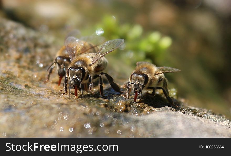 Insect, Honey Bee, Bee, Membrane Winged Insect