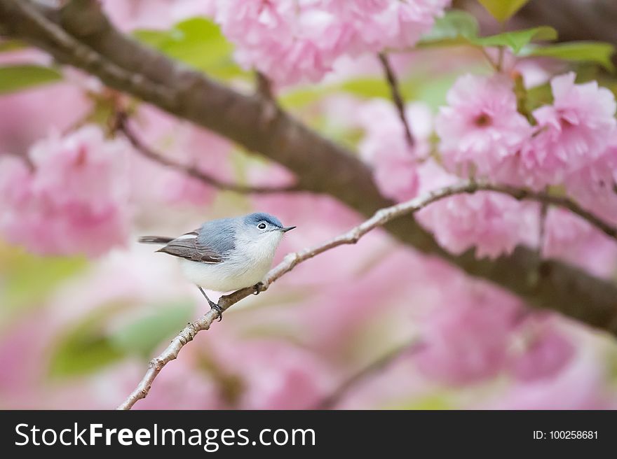 Bird, Blossom, Branch, Fauna