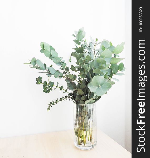 Vase, Plant, Flowerpot, Flower