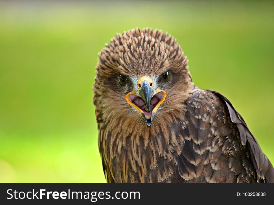 Beak, Bird, Bird Of Prey, Falcon