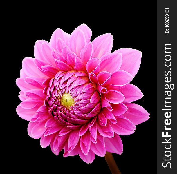 Flower, Pink, Flowering Plant, Dahlia