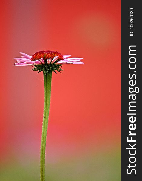 Flower, Close Up, Macro Photography, Coneflower