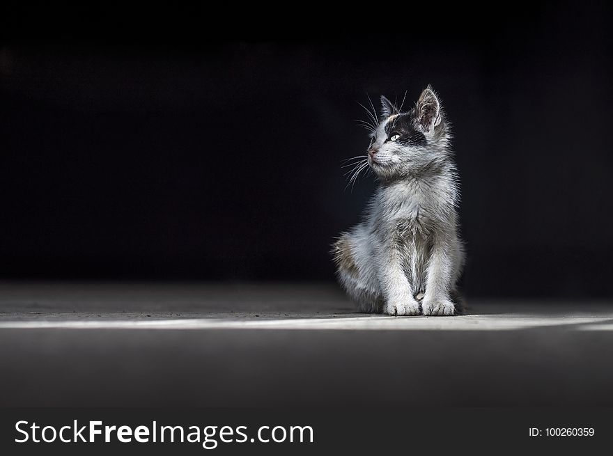 Cat, Mammal, Small To Medium Sized Cats, Black And White