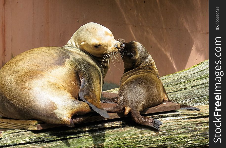 Seals, Mammal, Fauna, Harbor Seal
