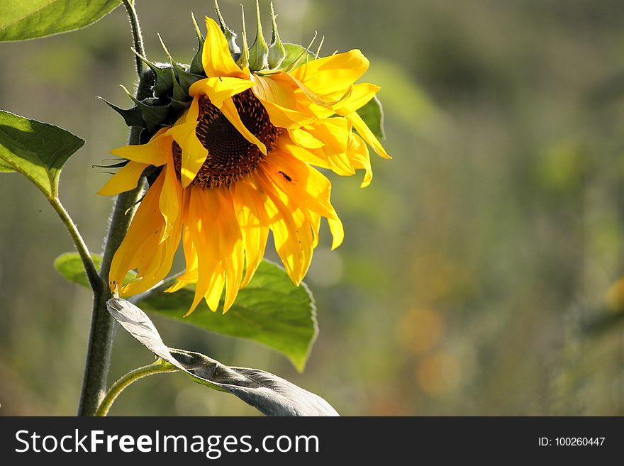 Flower, Sunflower, Yellow, Flora