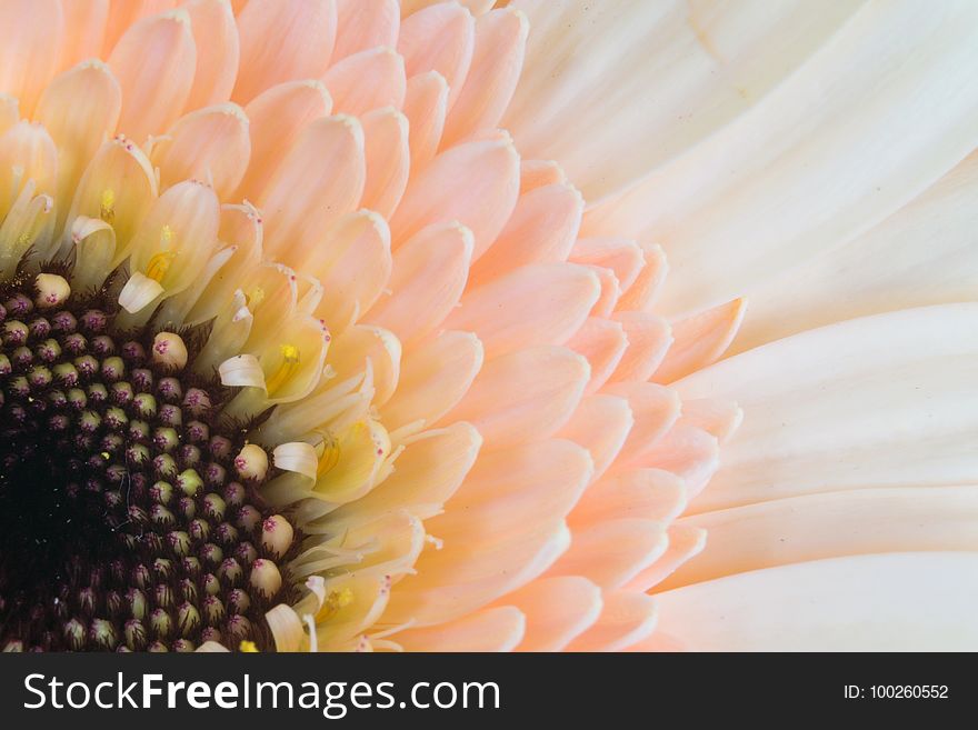 Flower, Yellow, Petal, Close Up