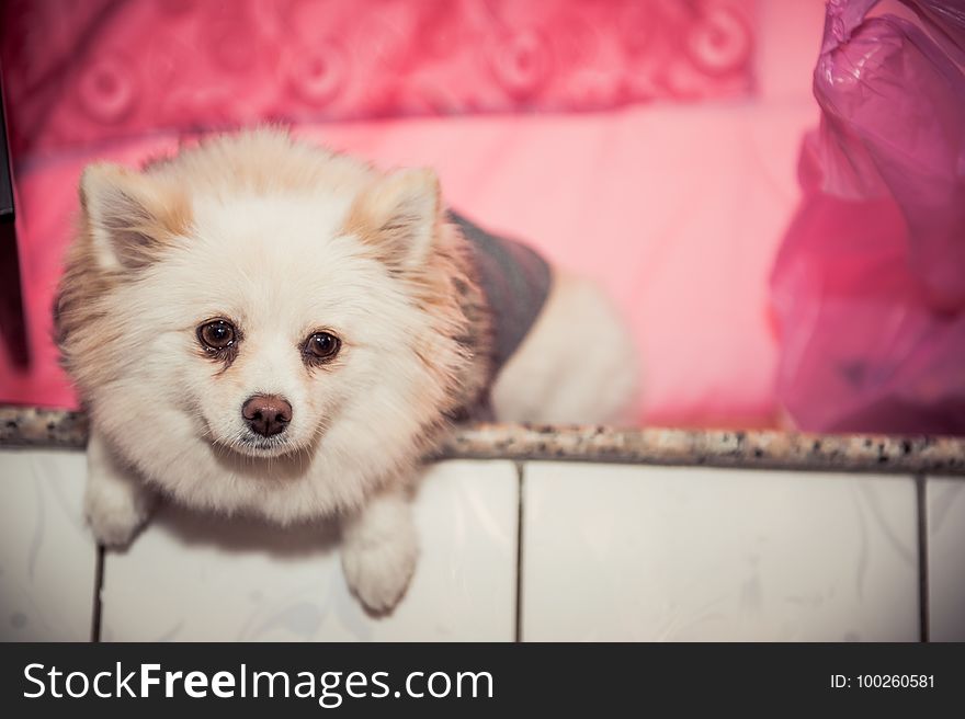 Dog, Dog Like Mammal, Pomeranian, Skin