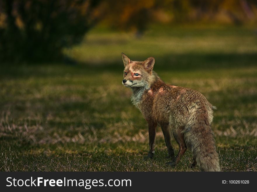 Wildlife, Fox, Red Fox, Fauna