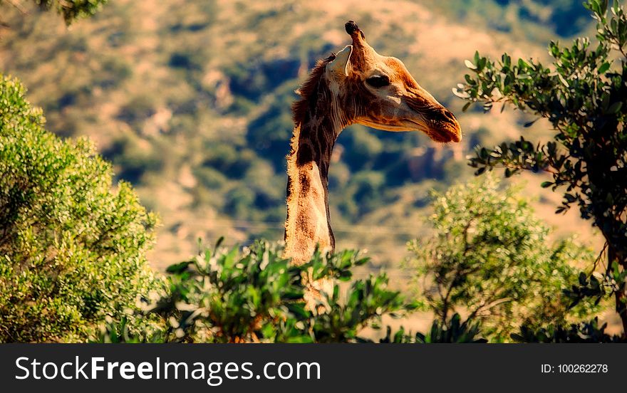 Wildlife, Giraffe, Giraffidae, Fauna