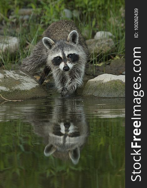 Raccoon, Procyonidae, Mammal, Fauna