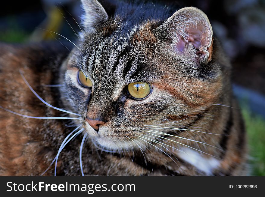 Cat, Whiskers, Mammal, Fauna
