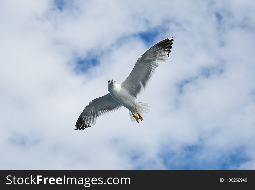 Bird, Sky, Fauna, Gull