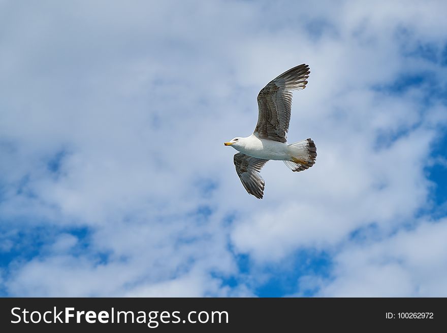 Bird, Sky, Fauna, Beak