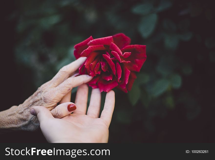 Red, Flower, Pink, Hand