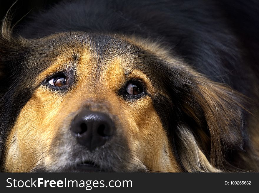 Dog, Dog Breed, Dog Like Mammal, Dog Breed Group