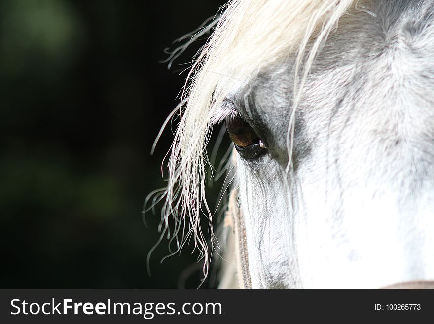 Horse, Mane, Horse Like Mammal, Nose