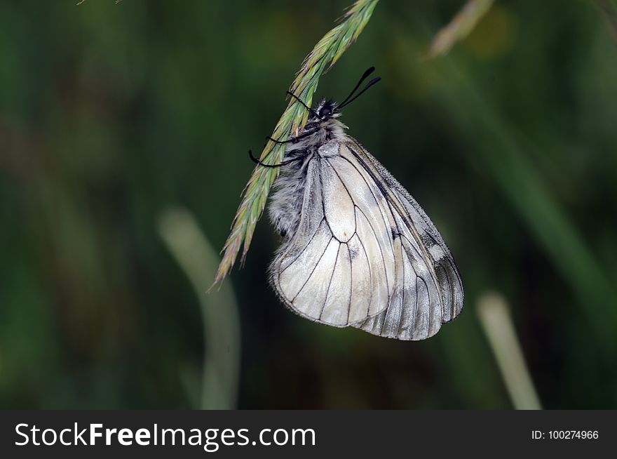 Insect, Butterfly, Moths And Butterflies, Invertebrate