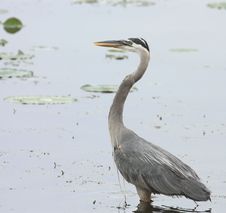 Great Blue Heron (Ardea Herodias) Royalty Free Stock Photo Great Blue Heron (Ardea Herodias) Royalty Free Stock Photo