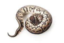 Ball Python Stock Photography Ball Python Stock Photography