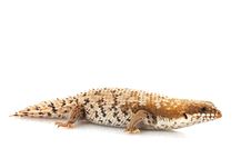 Pygmy Spiny-tailed Skink Stock Images