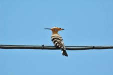 A Hoopoe On A Wire Stock Images
