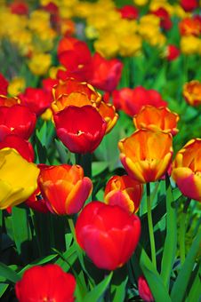 Flowered Tulips Royalty Free Stock Photography Flowered Tulips Royalty Free Stock Photography
