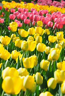 Blooming Tulips Royalty Free Stock Photos Blooming Tulips Royalty Free Stock Photos