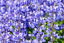 Lupines Stock Images Lupines Stock Images