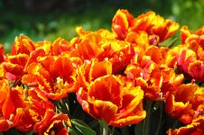 Flowered Tulips Royalty Free Stock Photography Flowered Tulips Royalty Free Stock Photography