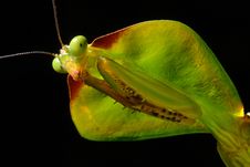 Hooded Preying Mantis Stock Images