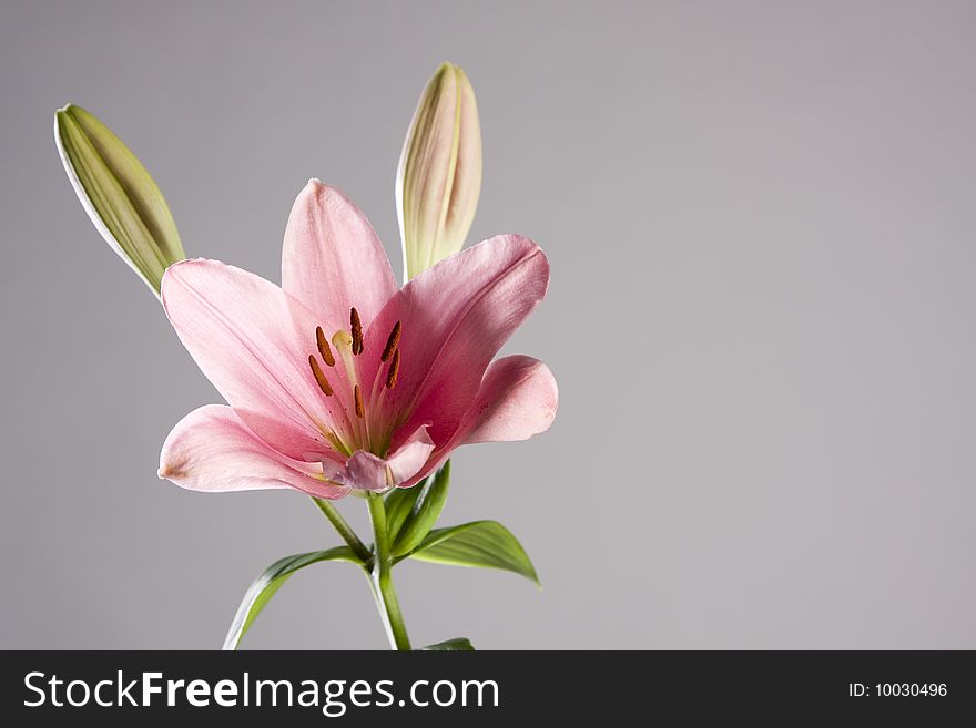 Pink lily studio shot on grey. Pink lily studio shot on grey