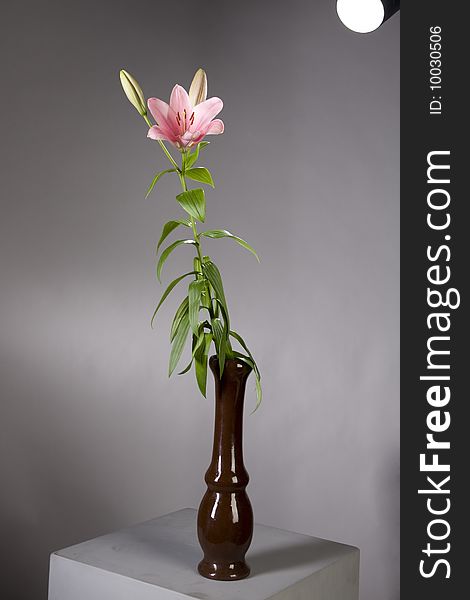 Pink lily studio shot in vase