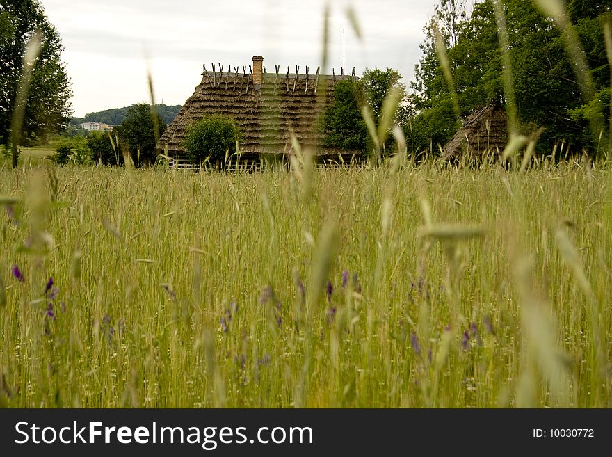 Wheat field with old houses in the background
