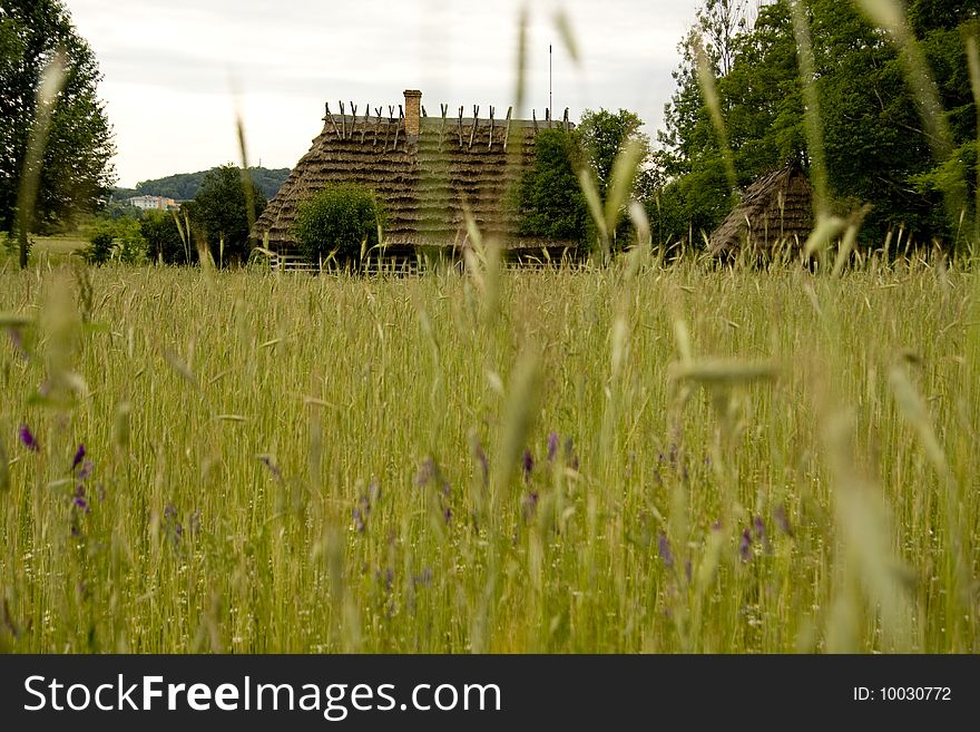 Wheat Field