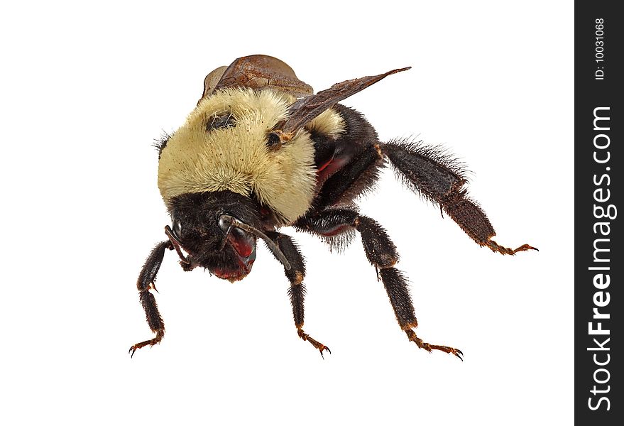 Common Eastern Bumble Bee (Bombus Impatiens)