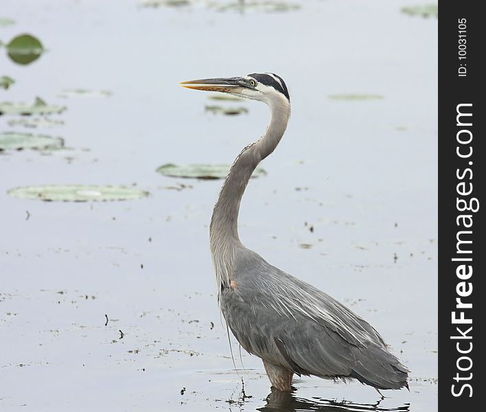 Great blue heron (Ardea herodias) standing in a lake