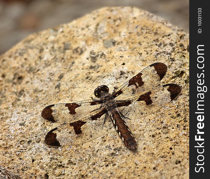 Female common whitetail dragonfly (Plathemis lydia) on a rock