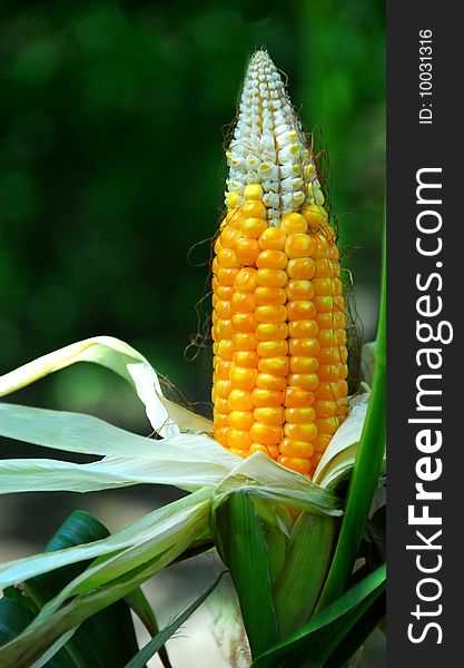 Corn or maize crops taken at a fruit farm. Corn or maize crops taken at a fruit farm