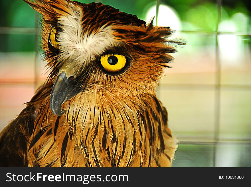 Buffy fish owl which is common in south east asia taken close on the head with side profile showing its large eyes.