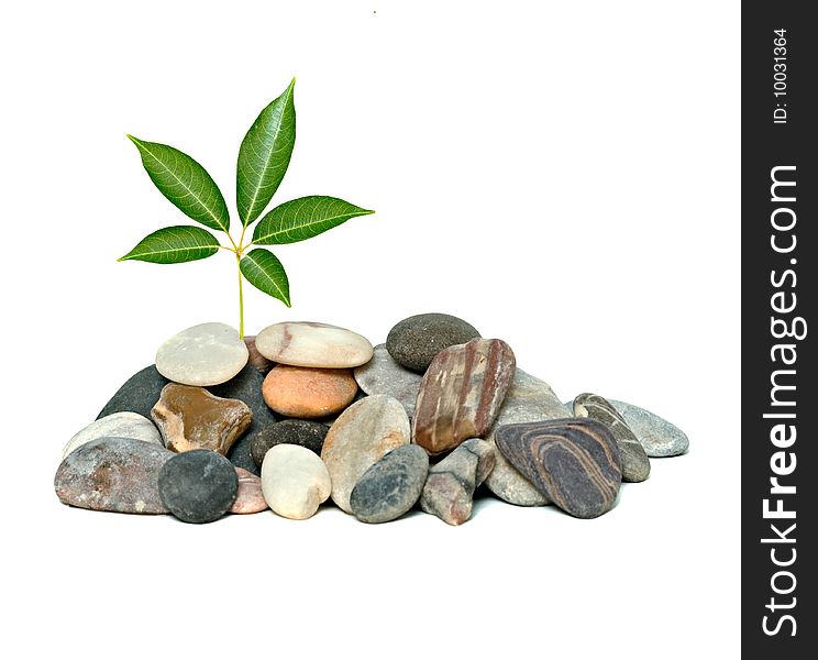 Tree shot growing from pile of pebbles