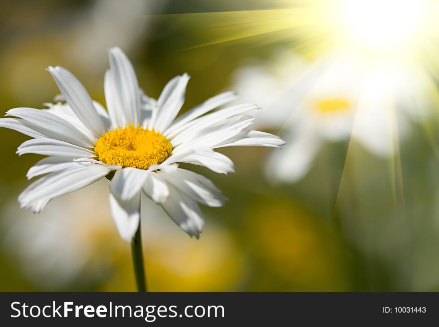 Beautiful daisy flowers on the field